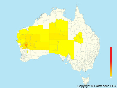 Slaty-backed Thornbill (Acanthiza robustirostris) - Australia