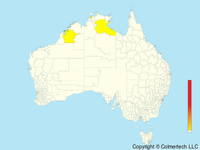 Oriental Reed Warbler (Acrocephalus orientalis) - Australia