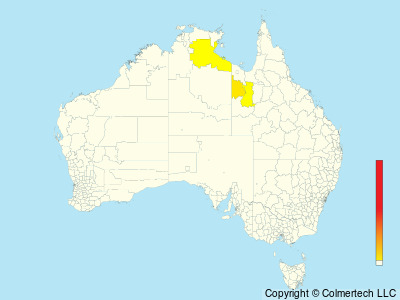 Carpentarian Grasswren (Amytornis dorotheae) - Australia