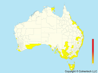 Double-banded Plover (Anarhynchus bicinctus) - Australia