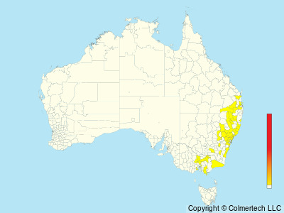 Regent Honeyeater (Anthochaera phrygia) - Australia
