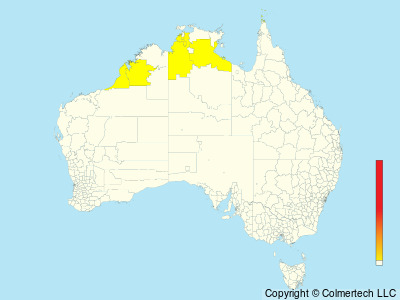 House Swift (Apus nipalensis) - Australia