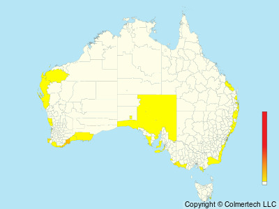 Flesh-footed Shearwater (Ardenna carneipes) - Australia