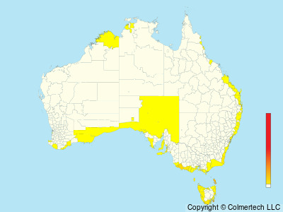 Short-tailed Shearwater (Ardenna tenuirostris) - Australia