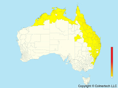 Pacific Baza (Aviceda subcristata) - Australia