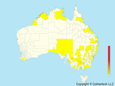 Black-backed Bittern (Botaurus dubius) - Australia