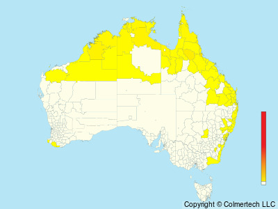 Black Bittern (Botaurus flavicollis) - Australia