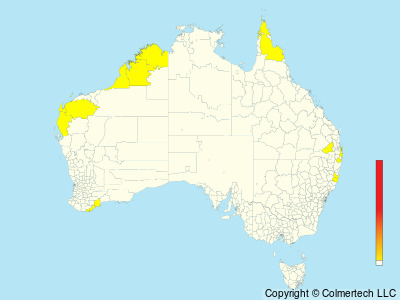Bulwer's Petrel (Bulweria bulwerii) - Australia