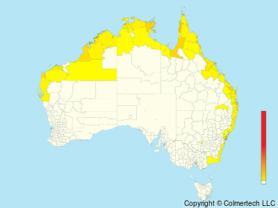 Little Heron (Butorides atricapilla) - Australia