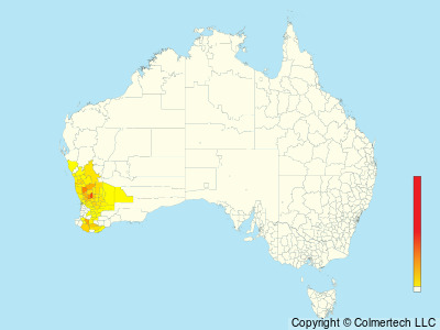 Western Corella (Cacatua pastinator) - Australia