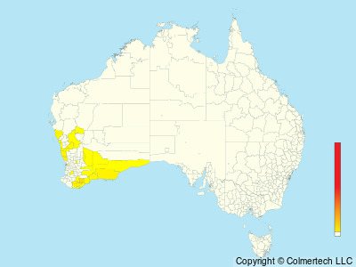 Western Fieldwren (Calamanthus montanellus) - Australia