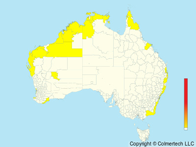 Streaked Shearwater (Calonectris leucomelas) - Australia