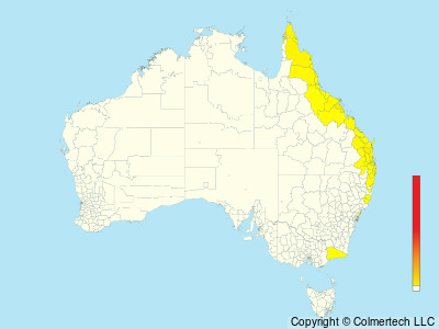White-eared Monarch (Carterornis leucotis) - Australia