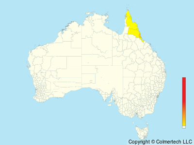 Southern Cassowary (Casuarius casuarius) - Australia