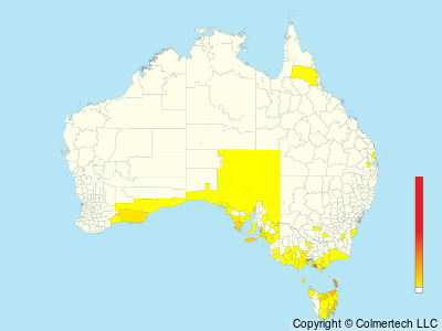 Cape Barren Goose (Cereopsis novaehollandiae) - Australia