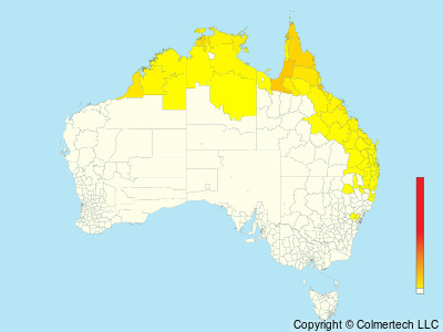 Little Bronze-Cuckoo (Chalcites minutillus) - Australia