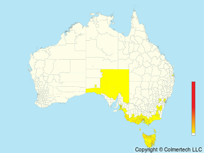 European Greenfinch (Chloris chloris) - Australia