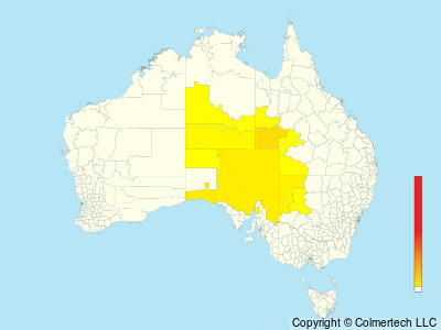 Cinnamon Quail-thrush (Cinclosoma cinnamomeum) - Australia