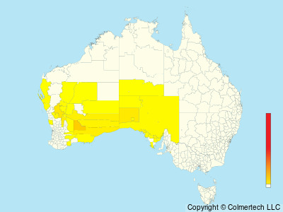 Copperback Quail-thrush (Cinclosoma clarum) - Australia