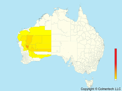 Western Quail-thrush (Cinclosoma marginatum) - Australia