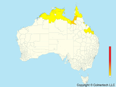 Zitting Cisticola (Cisticola juncidis) - Australia