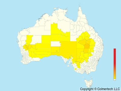 White-browed Treecreeper (Climacteris affinis) - Australia
