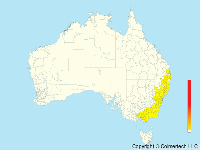 Red-browed Treecreeper (Climacteris erythrops) - Australia