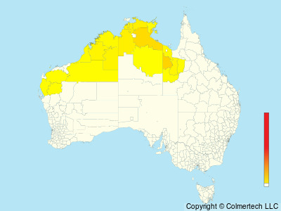 Black-tailed Treecreeper (Climacteris melanurus) - Australia
