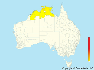 Arafura Shrikethrush (Colluricincla megarhyncha) - Australia