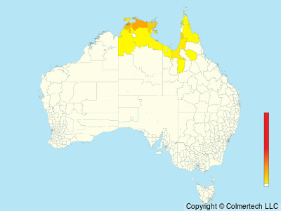 Rufous-banded Honeyeater (Conopophila albogularis) - Australia
