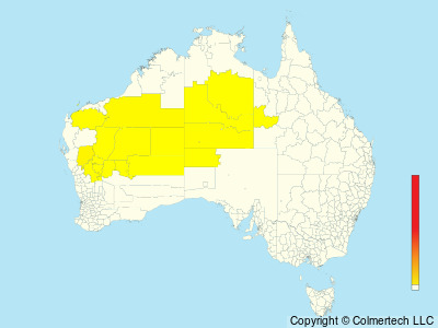 Gray Honeyeater (Conopophila whitei) - Australia