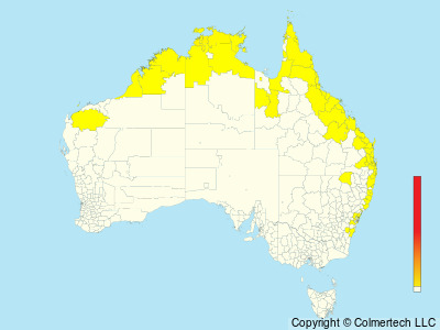 Oriental Cuckoo (Cuculus optatus) - Australia