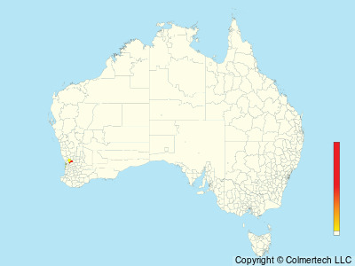 Mute Swan (Cygnus olor) - Australia