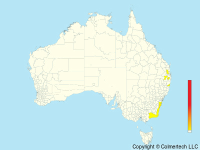 Eastern Bristlebird (Dasyornis brachypterus) - Australia