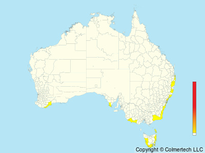 Antipodean Albatross (Diomedea antipodensis) - Australia