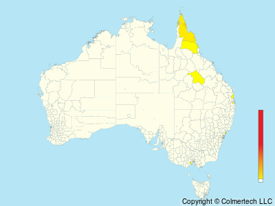 Papuan Eclectus (Eclectus polychloros) - Australia