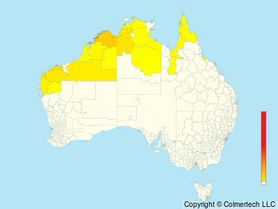 Star Finch (Emblema ruficauda) - Australia