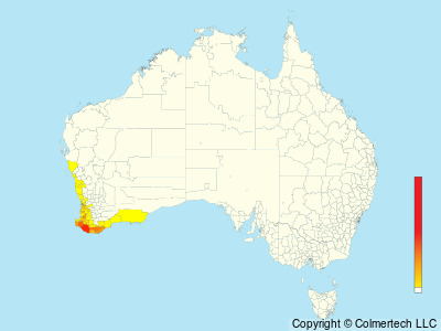 White-breasted Robin (Eopsaltria georgiana) - Australia