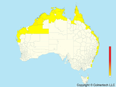 Lesser Frigatebird (Fregata ariel) - Australia