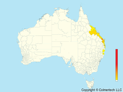 Mangrove Honeyeater (Gavicalis fasciogularis) - Australia
