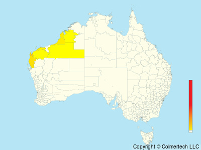 Dusky Gerygone (Gerygone tenebrosa) - Australia