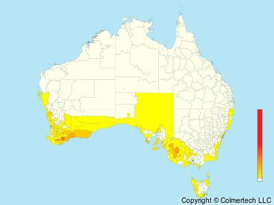Tawny-crowned Honeyeater (Gliciphila melanops) - Australia