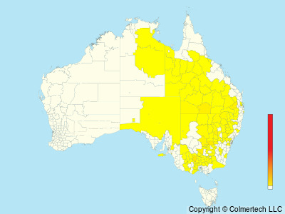 Painted Honeyeater (Grantiella picta) - Australia