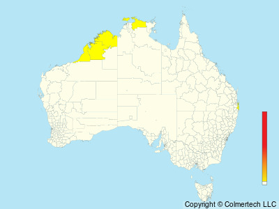 Matsudaira's Storm-Petrel (Hydrobates matsudairae) - Australia
