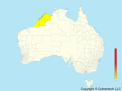 Swinhoe's Storm-Petrel (Hydrobates monorhis) - Australia