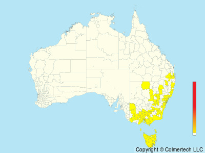 Swift Parrot (Lathamus discolor) - Australia