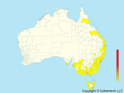 Lewin's Rail (Lewinia pectoralis) - Australia