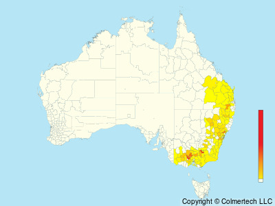 Yellow-tufted Honeyeater (Lichenostomus melanops) - Australia