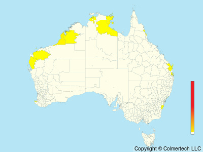 Asian Dowitcher (Limnodromus semipalmatus) - Australia