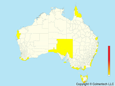 Southern Giant-Petrel (Macronectes giganteus) - Australia